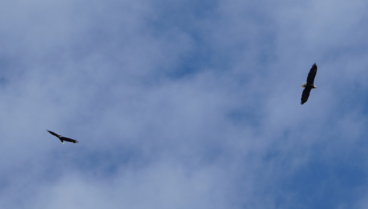 Bald Eagle - ML641005884