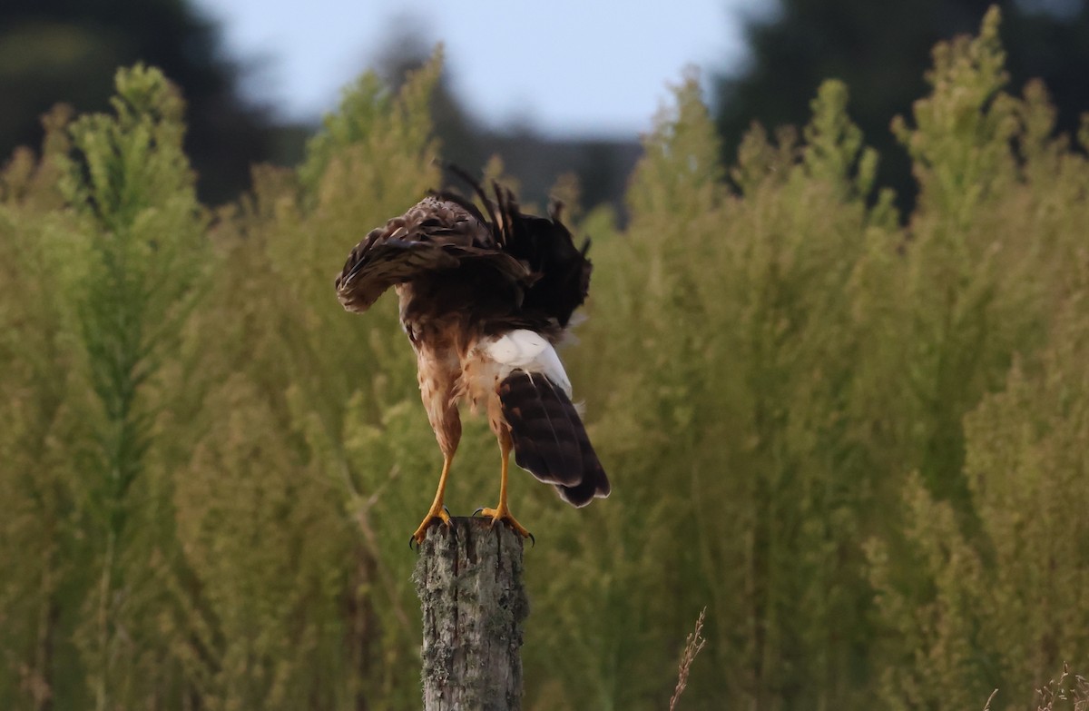 Northern Harrier - ML641005973
