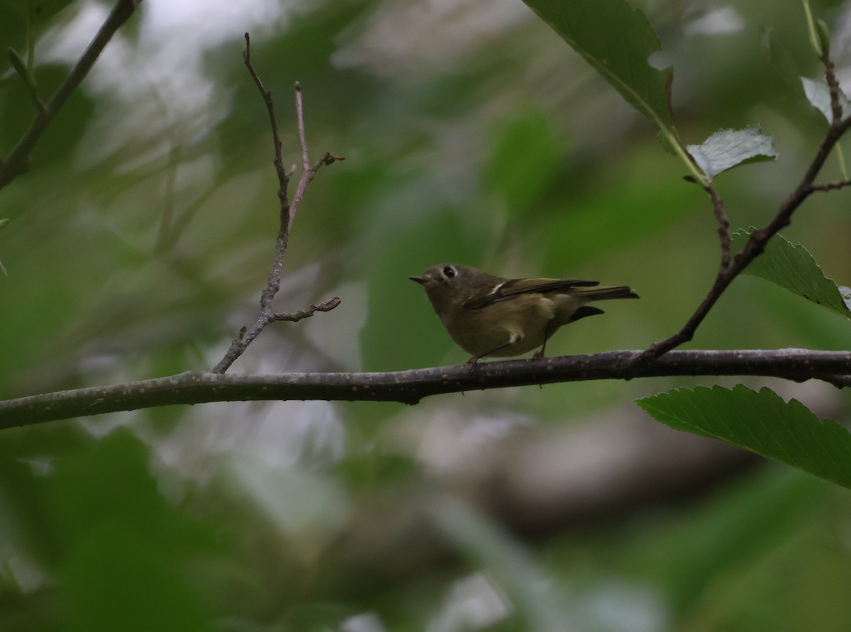 Ruby-crowned Kinglet - ML641006024