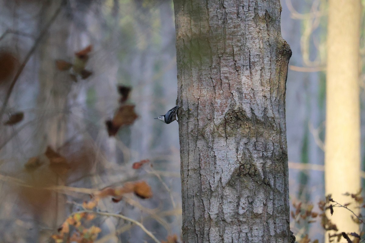 White-breasted Nuthatch - ML641006060