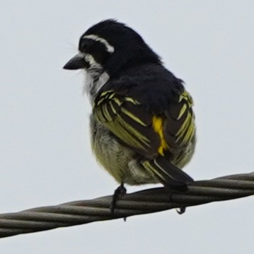 Yellow-rumped Tinkerbird - ML641006061