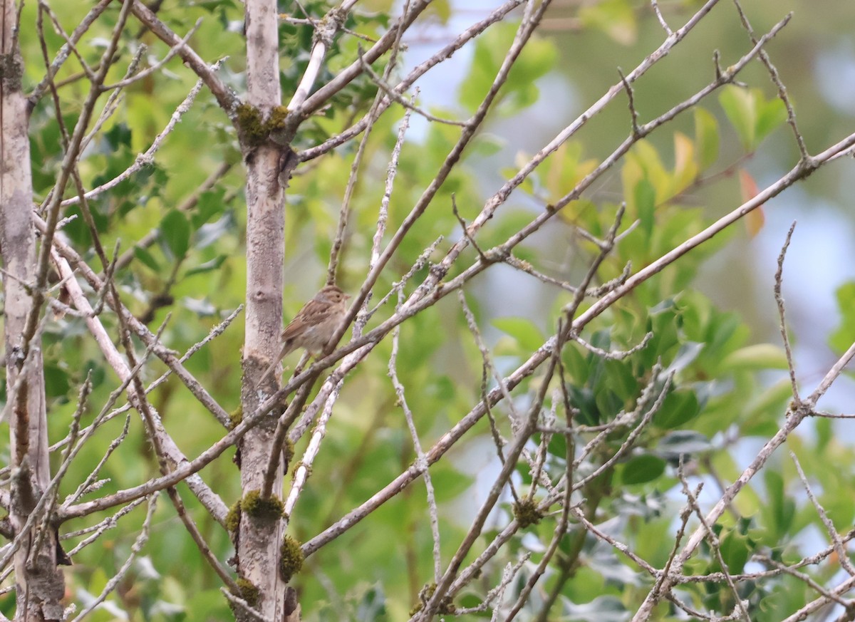 Clay-colored Sparrow - ML641006094