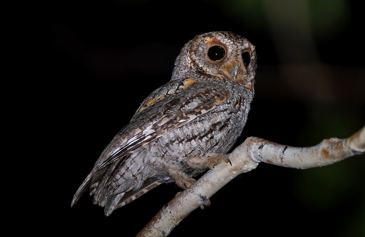 Flammulated Owl - ML641006108