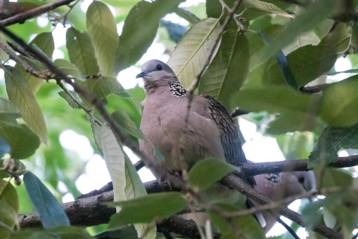 Spotted Dove - ML641006111