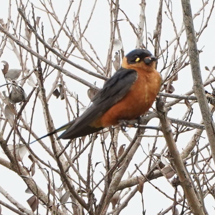 Rufous-chested Swallow - ML641006113