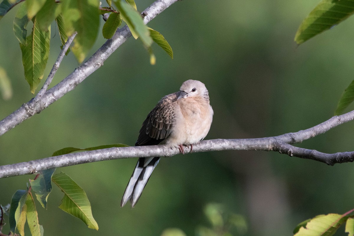Spotted Dove - ML641006222