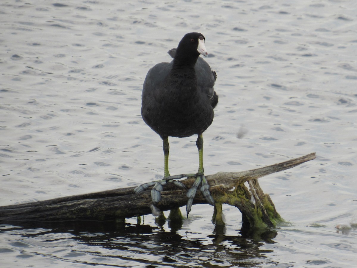 American Coot - ML641006228