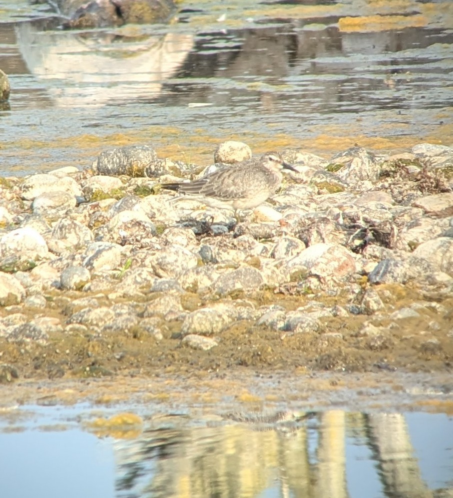 Red Knot - ML641006235