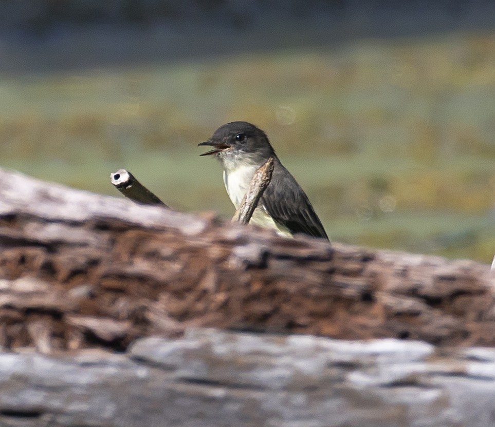 Eastern Phoebe - ML641006330