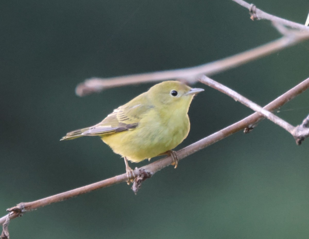 Yellow Warbler - ML641006340