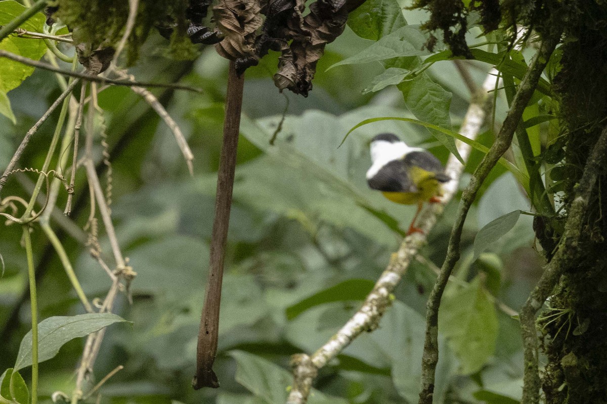 White-collared Manakin - ML641006348