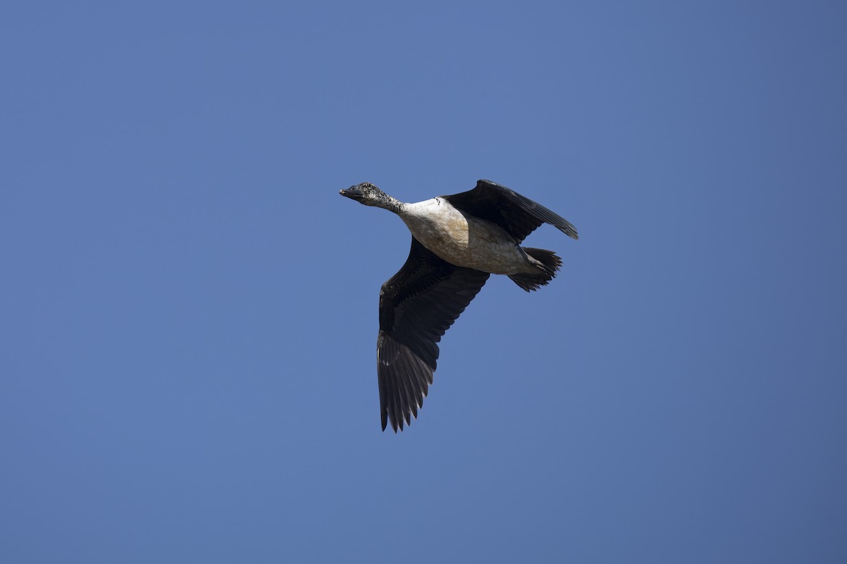 Knob-billed Duck - ML641006349