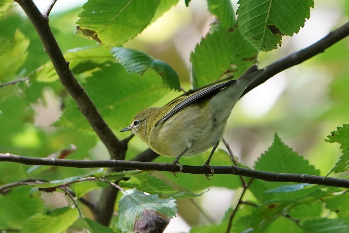 Tennessee Warbler - ML641006374