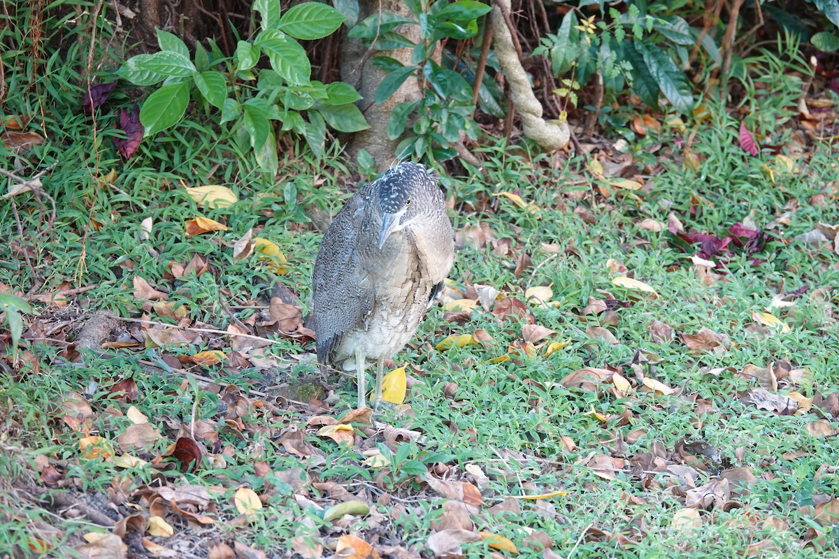 Malayan Night Heron - ML641006411
