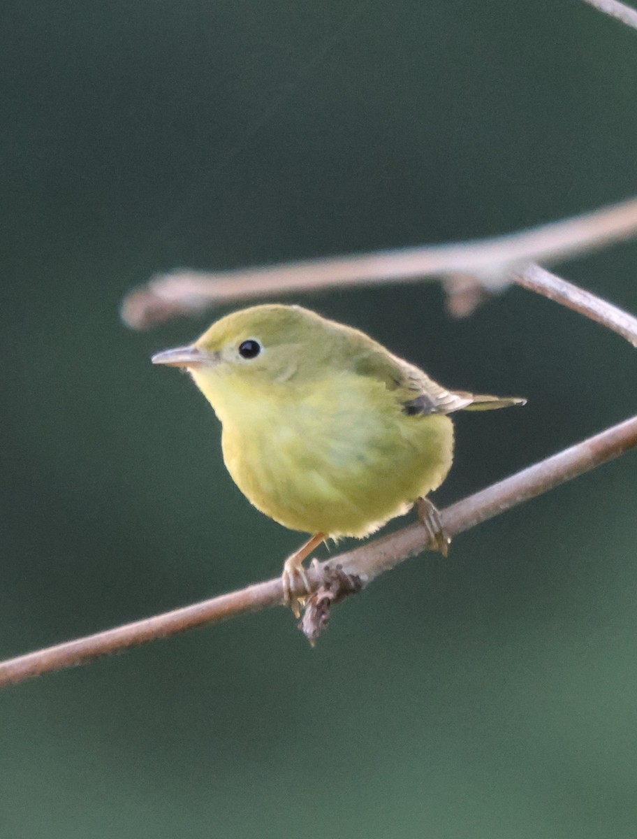 Yellow Warbler - ML641006448