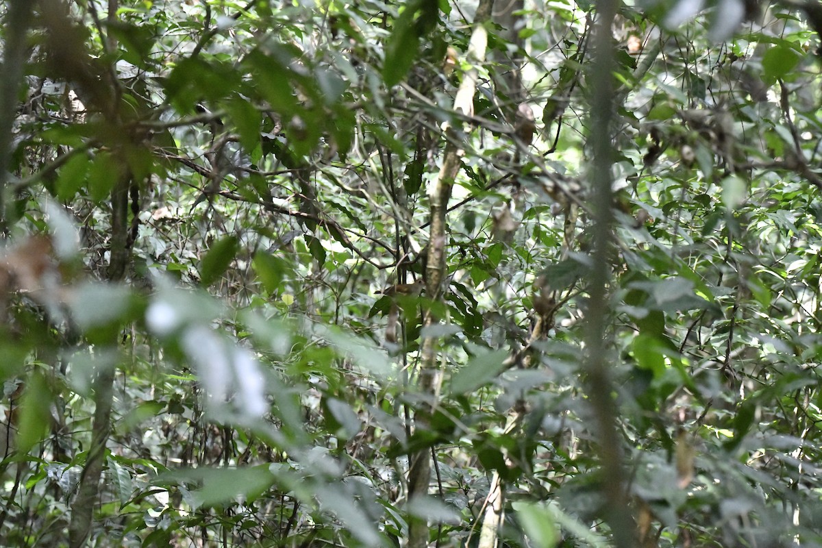 Rufous-winged Illadopsis - ML641006460