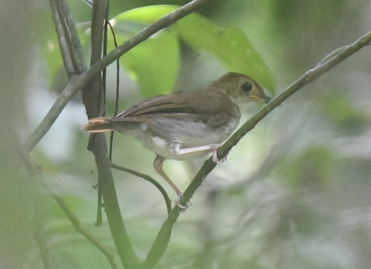 Rufous-winged Illadopsis - ML641006467