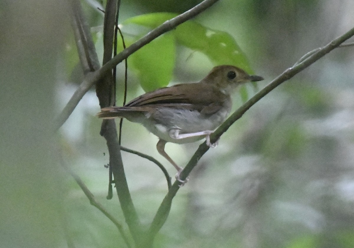 Rufous-winged Illadopsis - ML641006469