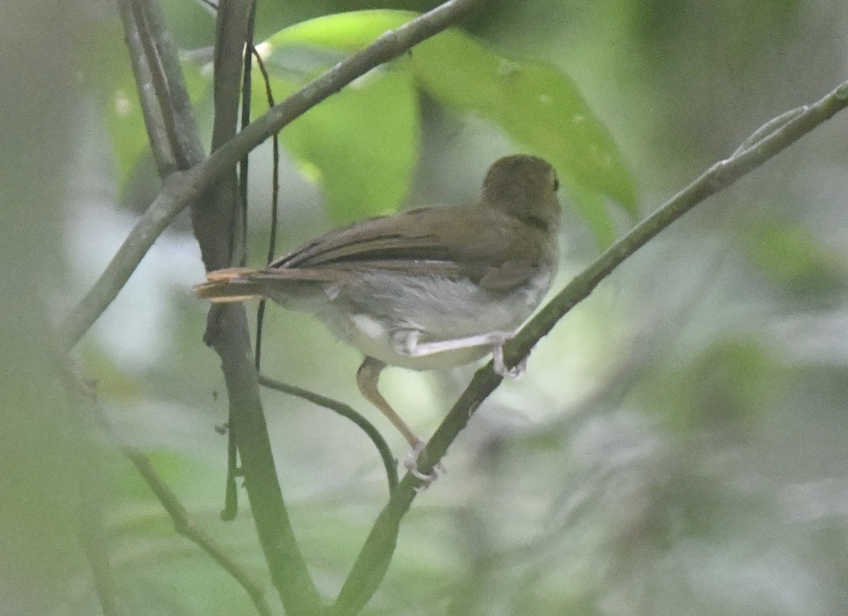 Rufous-winged Illadopsis - ML641006474