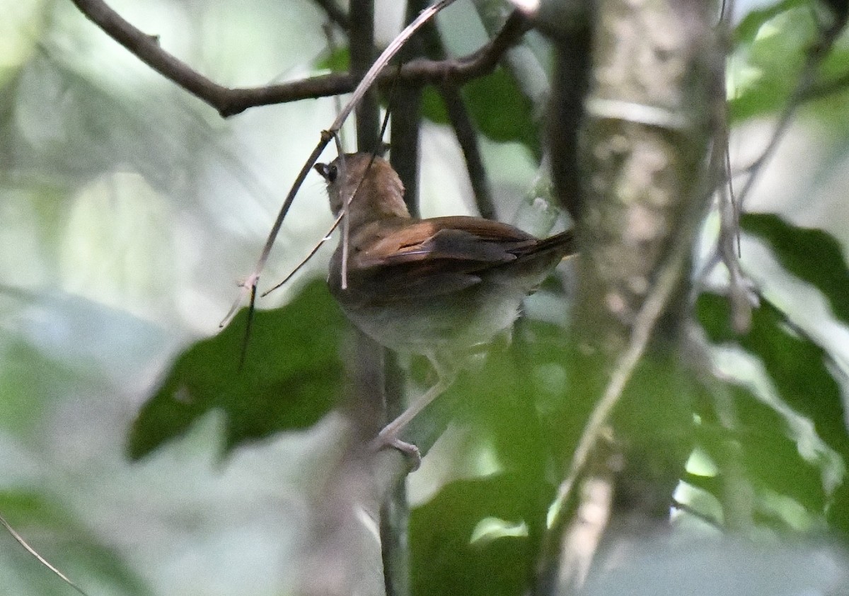 Rufous-winged Illadopsis - ML641006477