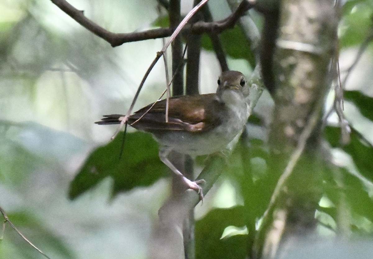 Rufous-winged Illadopsis - ML641006481