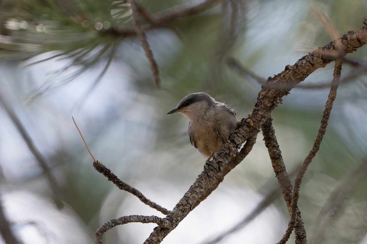 Pygmy Nuthatch - ML641006550