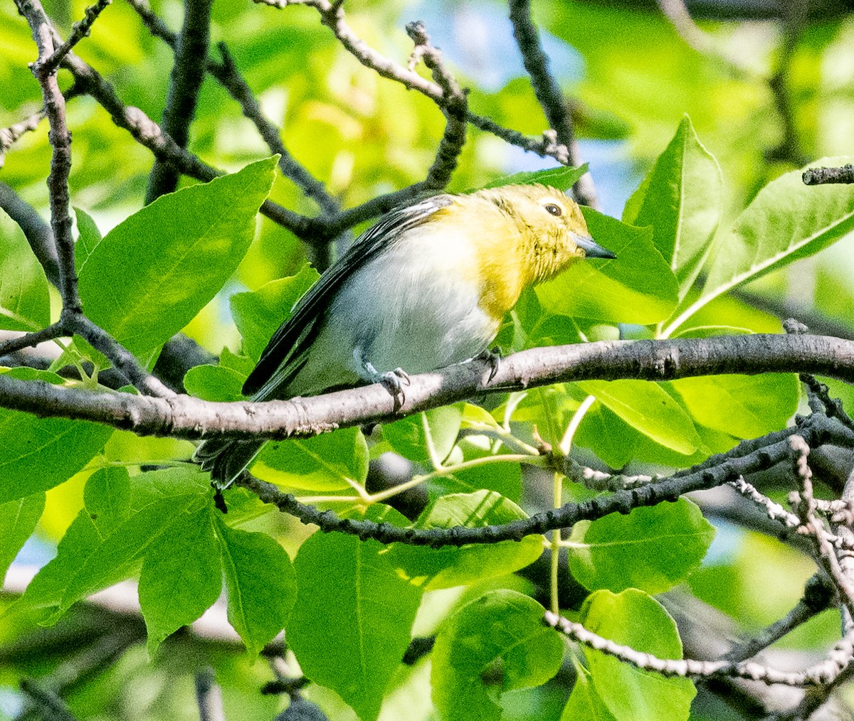 Sarı Gerdanlı Vireo - ML641006552