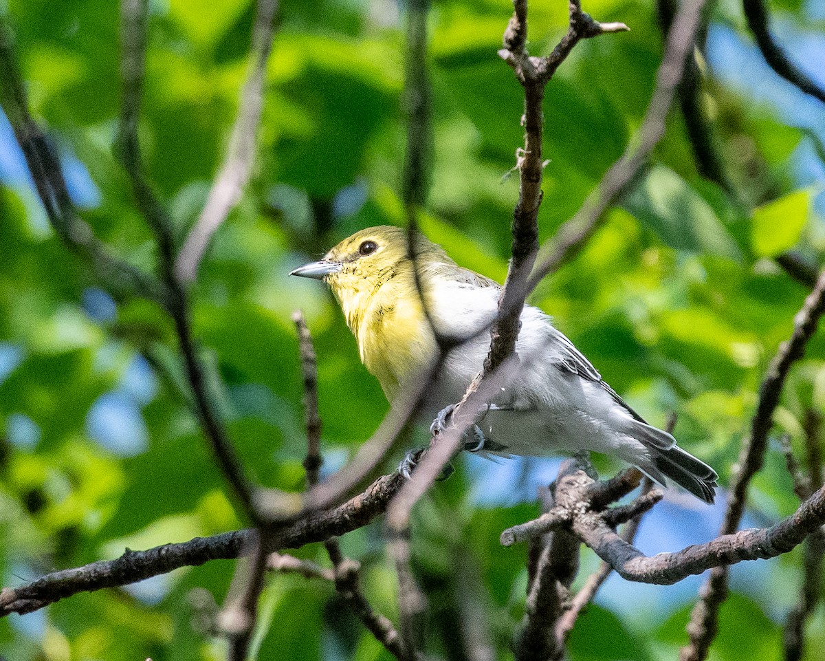 Sarı Gerdanlı Vireo - ML641006553