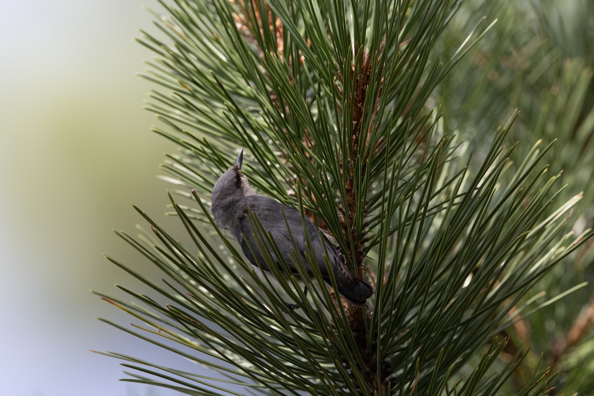 Pygmy Nuthatch - ML641006564