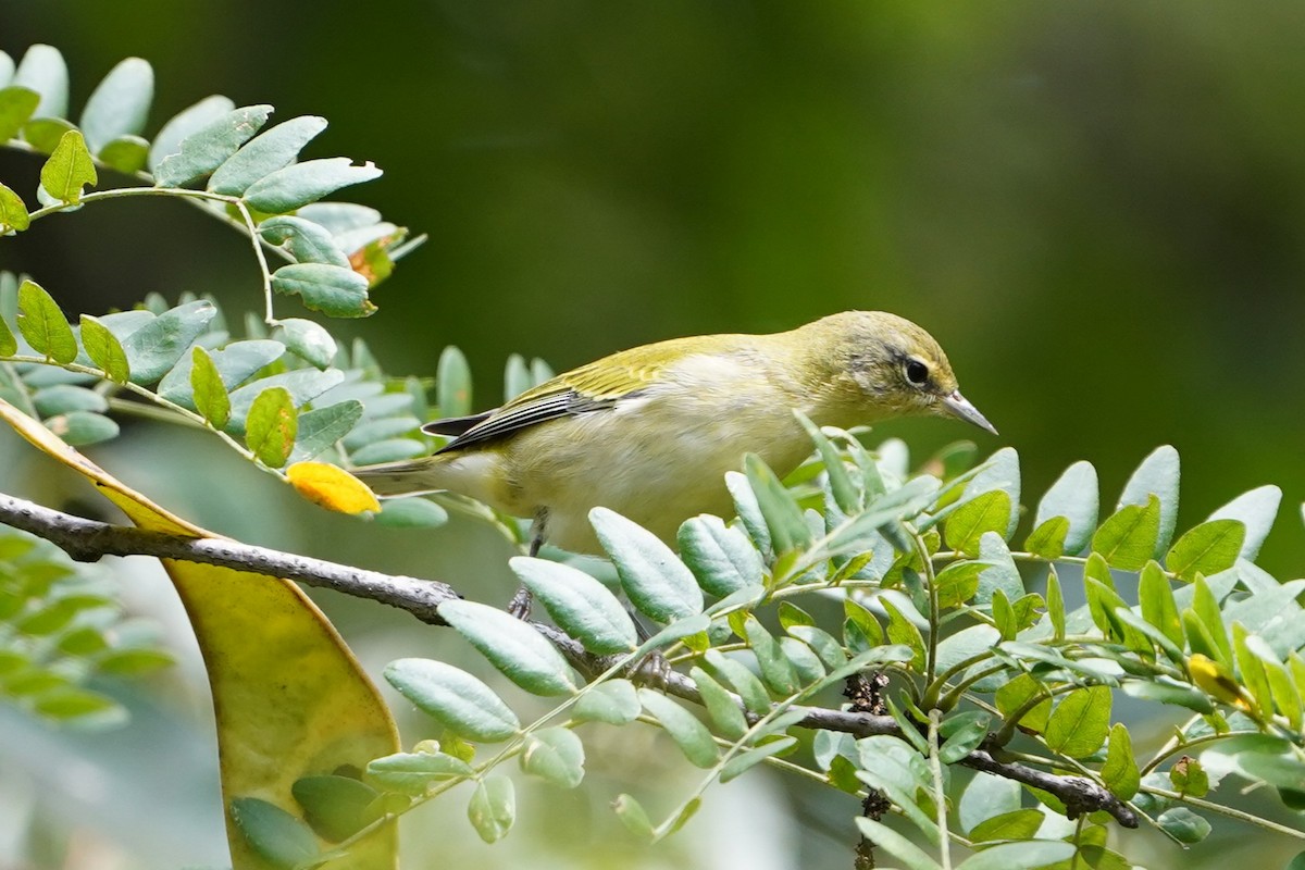 Tennessee Warbler - ML641006604