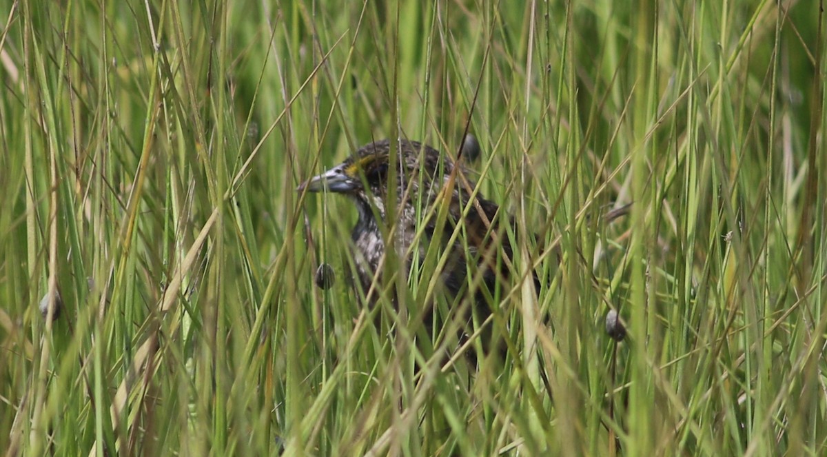 Seaside Sparrow - ML64100661