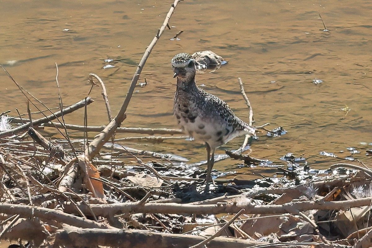 American Golden-Plover - ML641006633