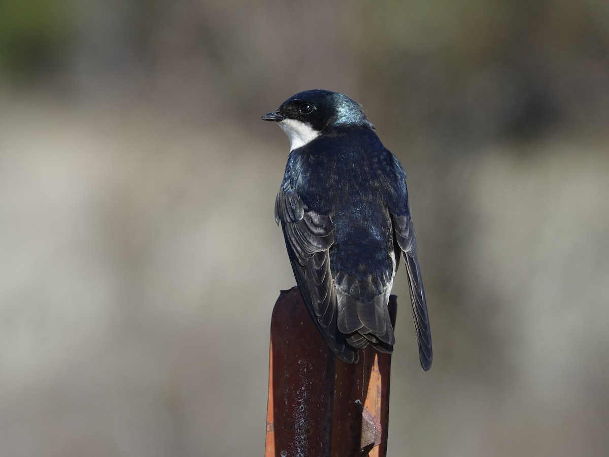 Tree Swallow - ML641006636