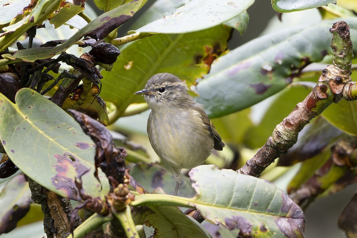 Buff-barred Warbler - ML641006646