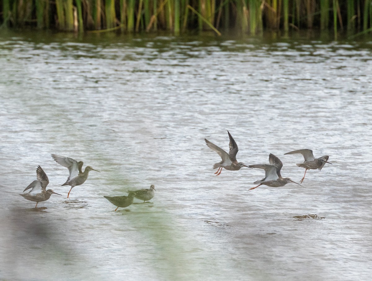 Spotted Redshank - ML641006654