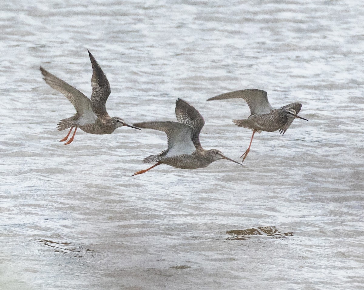 Spotted Redshank - ML641006656