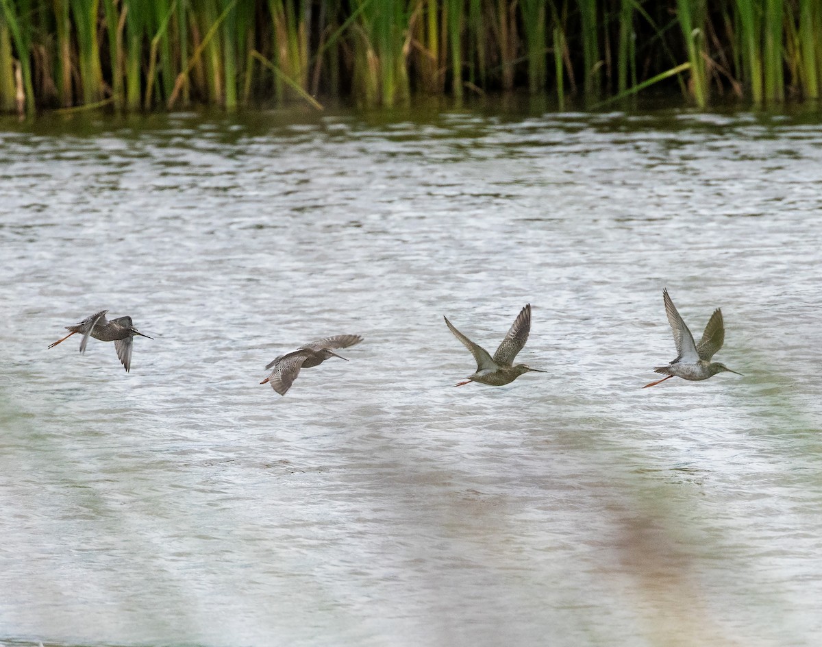 Spotted Redshank - ML641006661