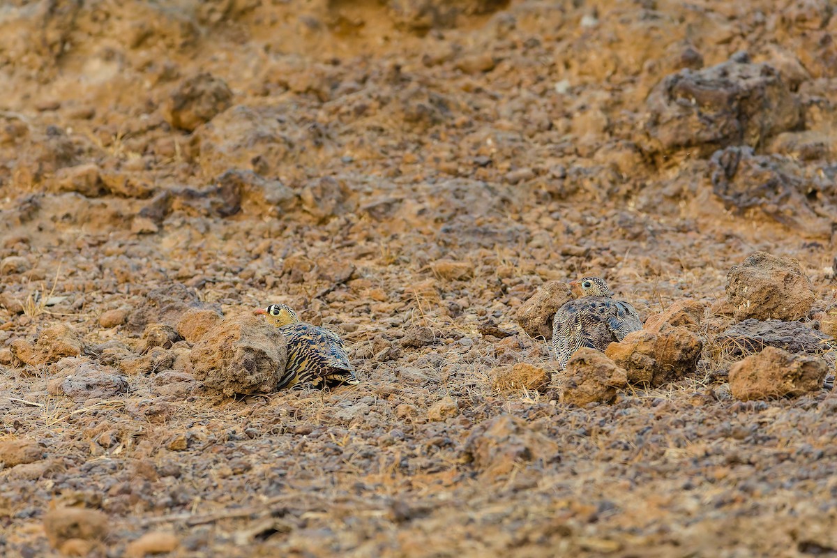 Painted Sandgrouse - ML641006681