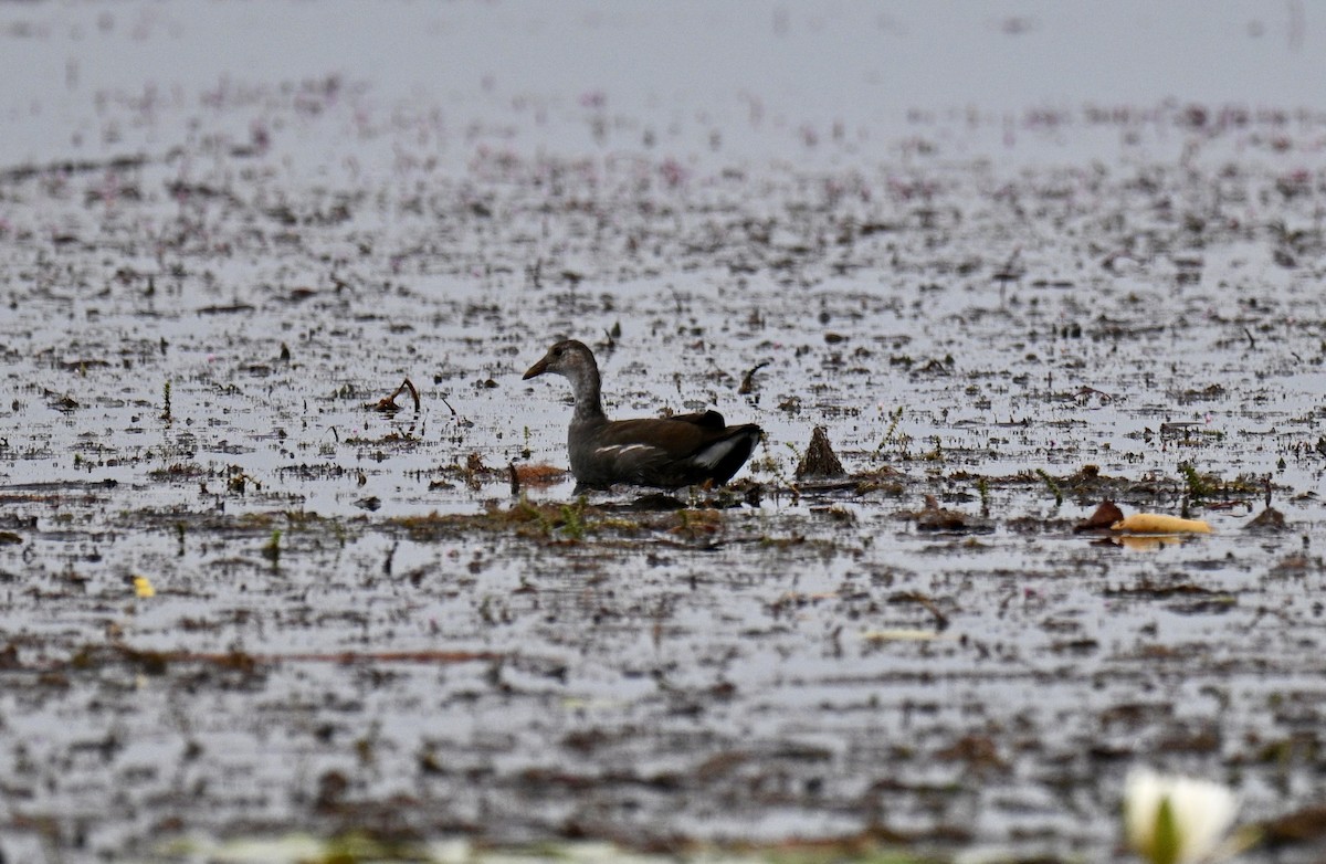 Common Gallinule - ML641006708