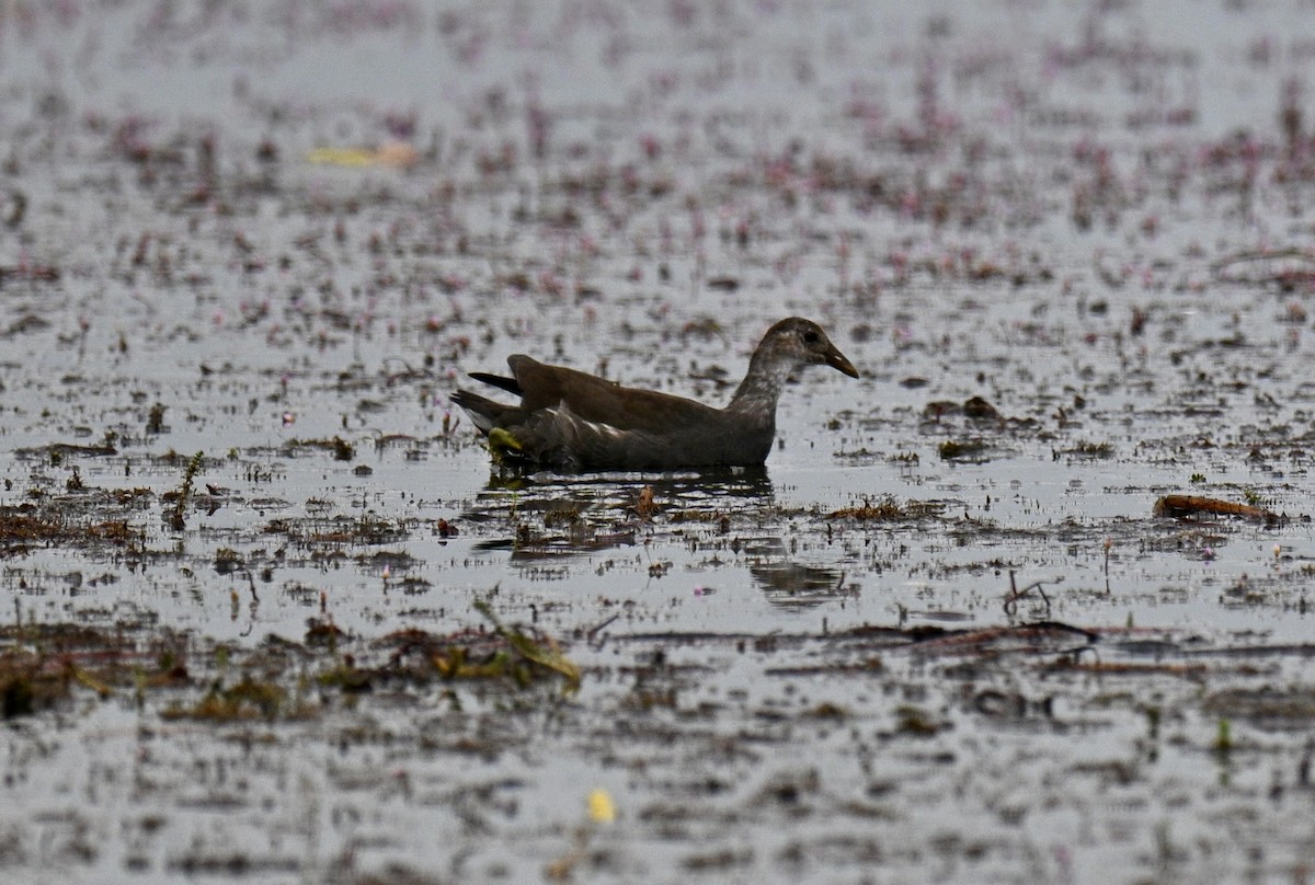 Common Gallinule - ML641006709