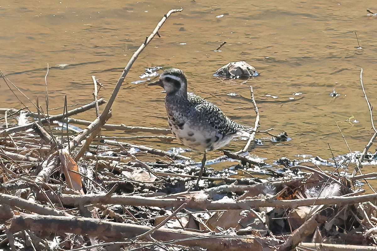 American Golden-Plover - ML641006711