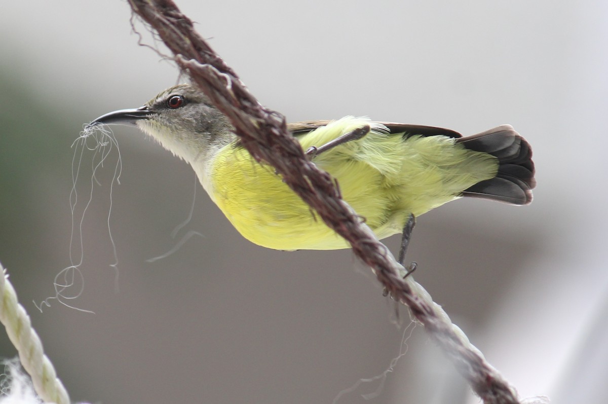 Purple-rumped Sunbird - ML641006712