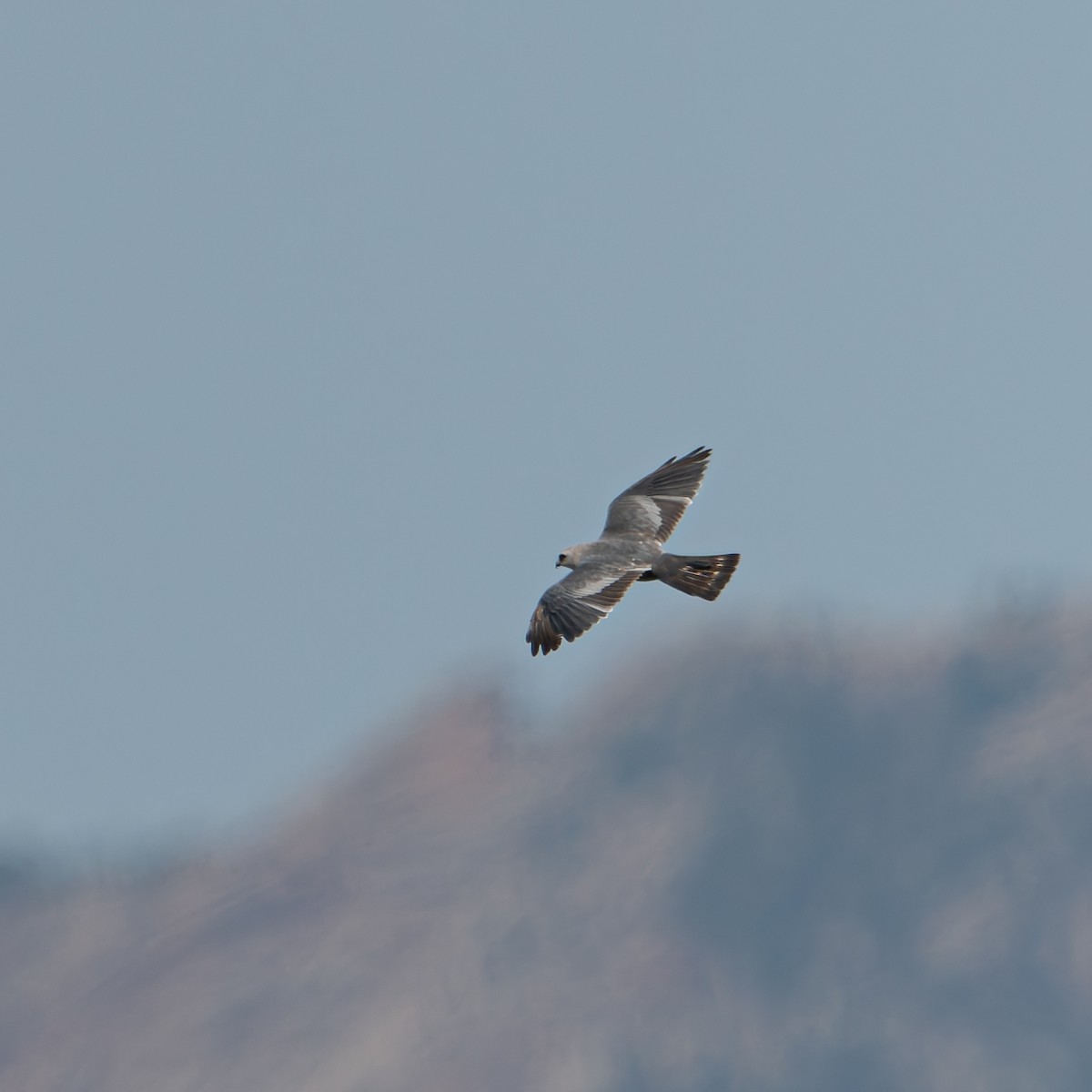 Mississippi Kite - ML641006720