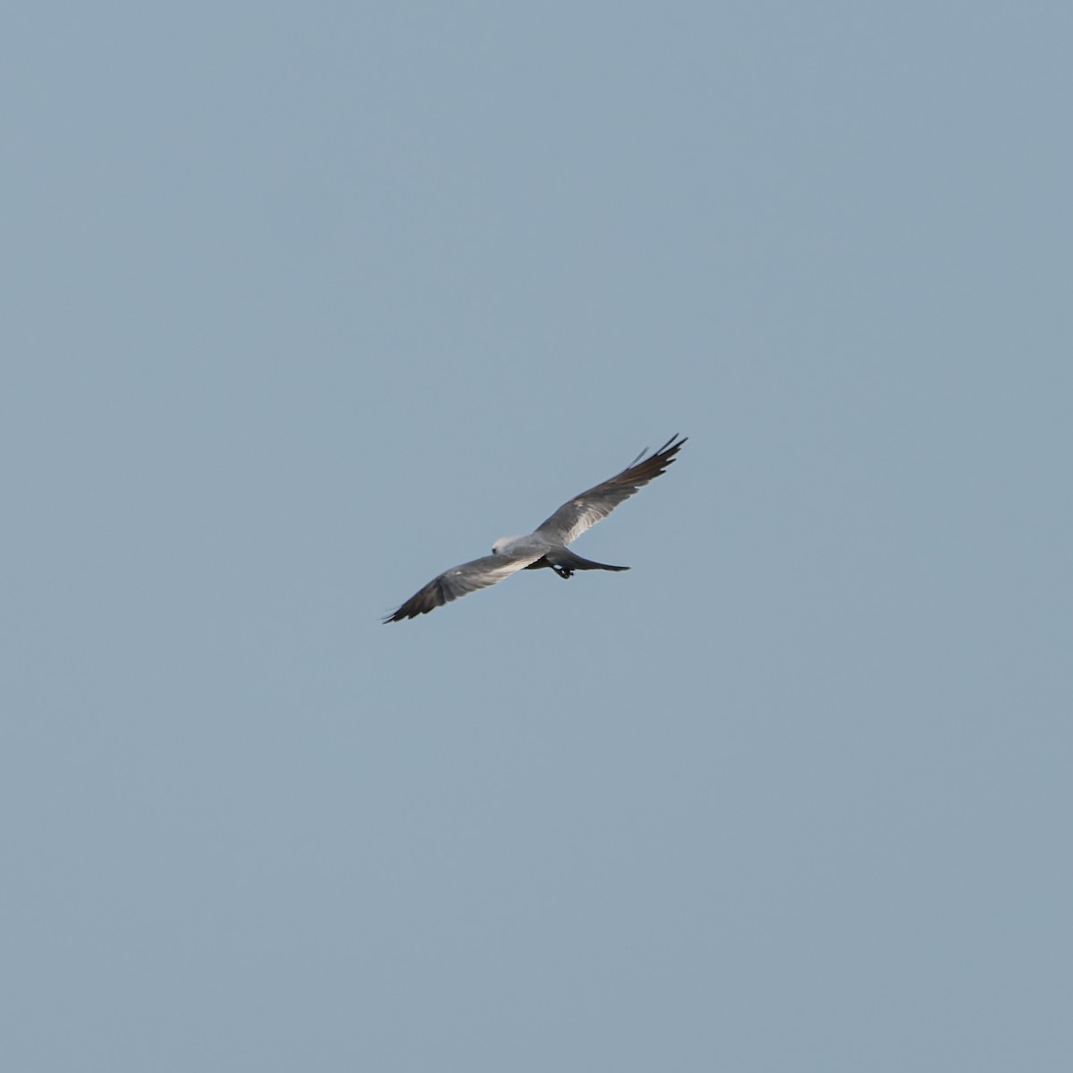Mississippi Kite - ML641006721