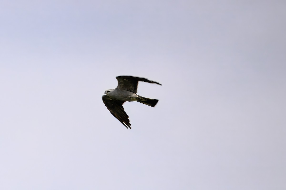 Mississippi Kite - ML641006722