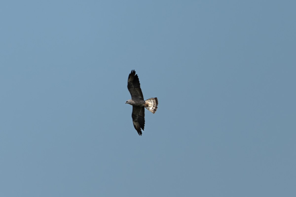 Mississippi Kite - ML641006723