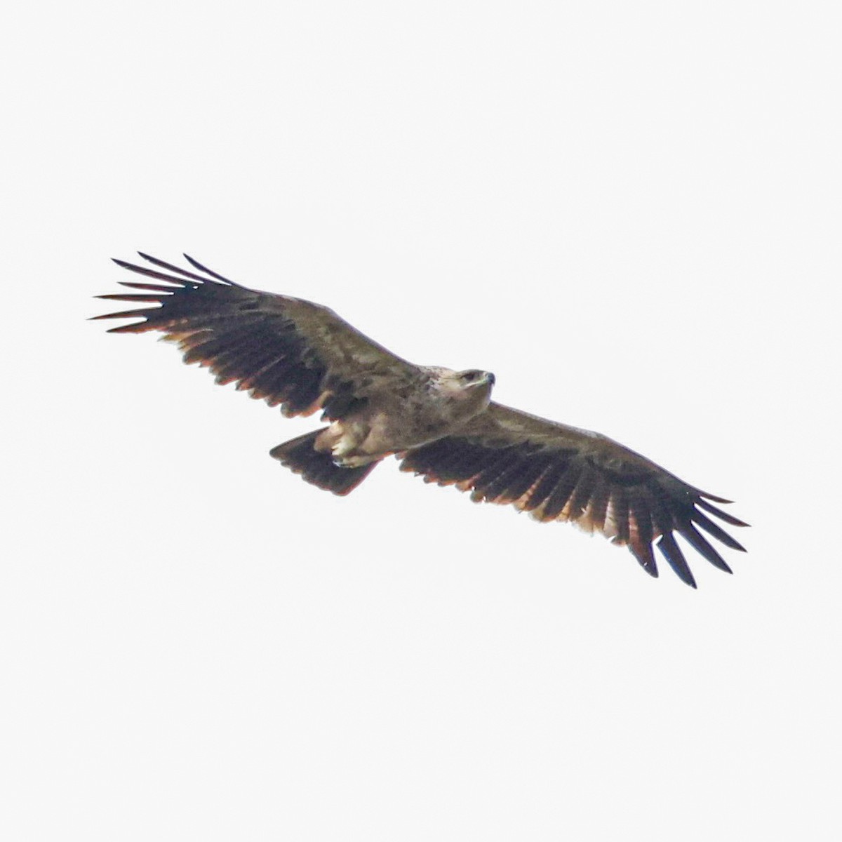 Tawny Eagle - ML641006745