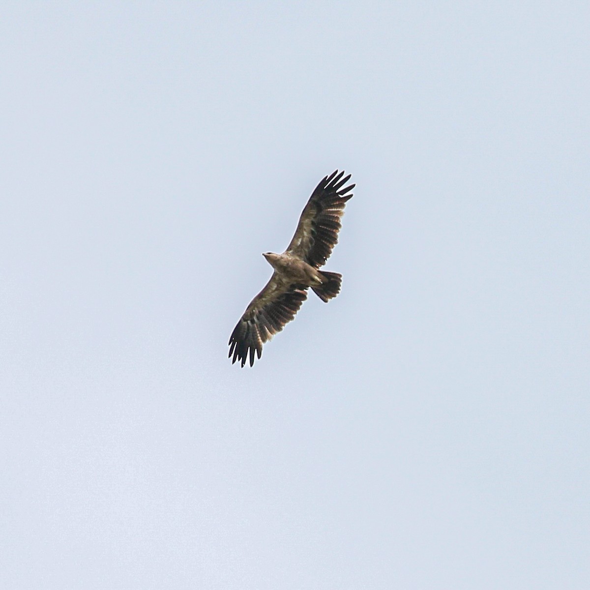 Tawny Eagle - ML641006746