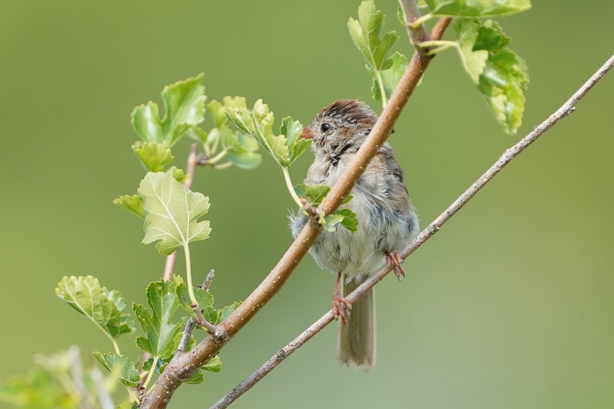 Field Sparrow - ML641006750