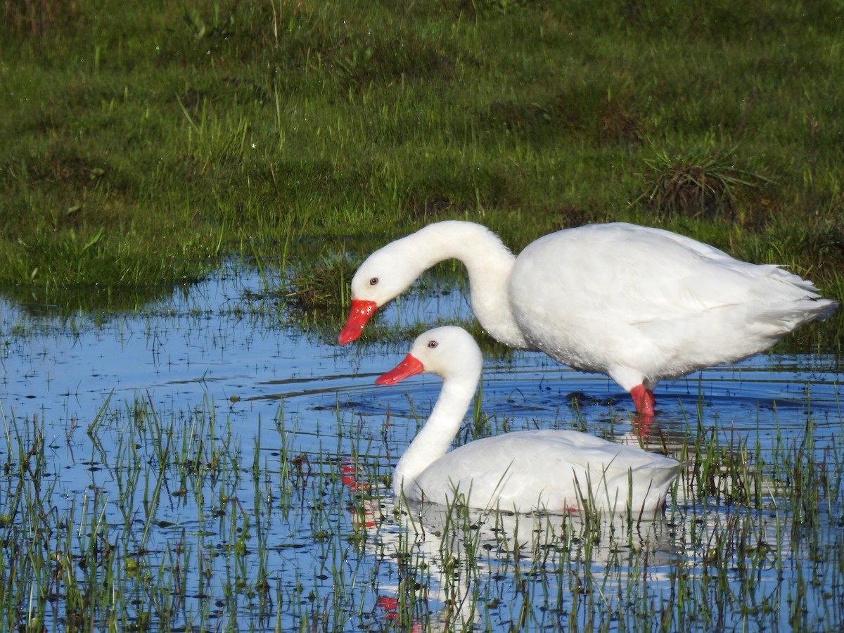 Coscoroba Swan - ML641006763
